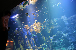 男鹿水族館 GAO